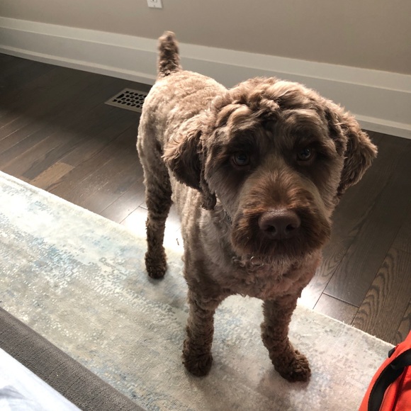 Meet your Posher, Adrian - Picture 1 of 1